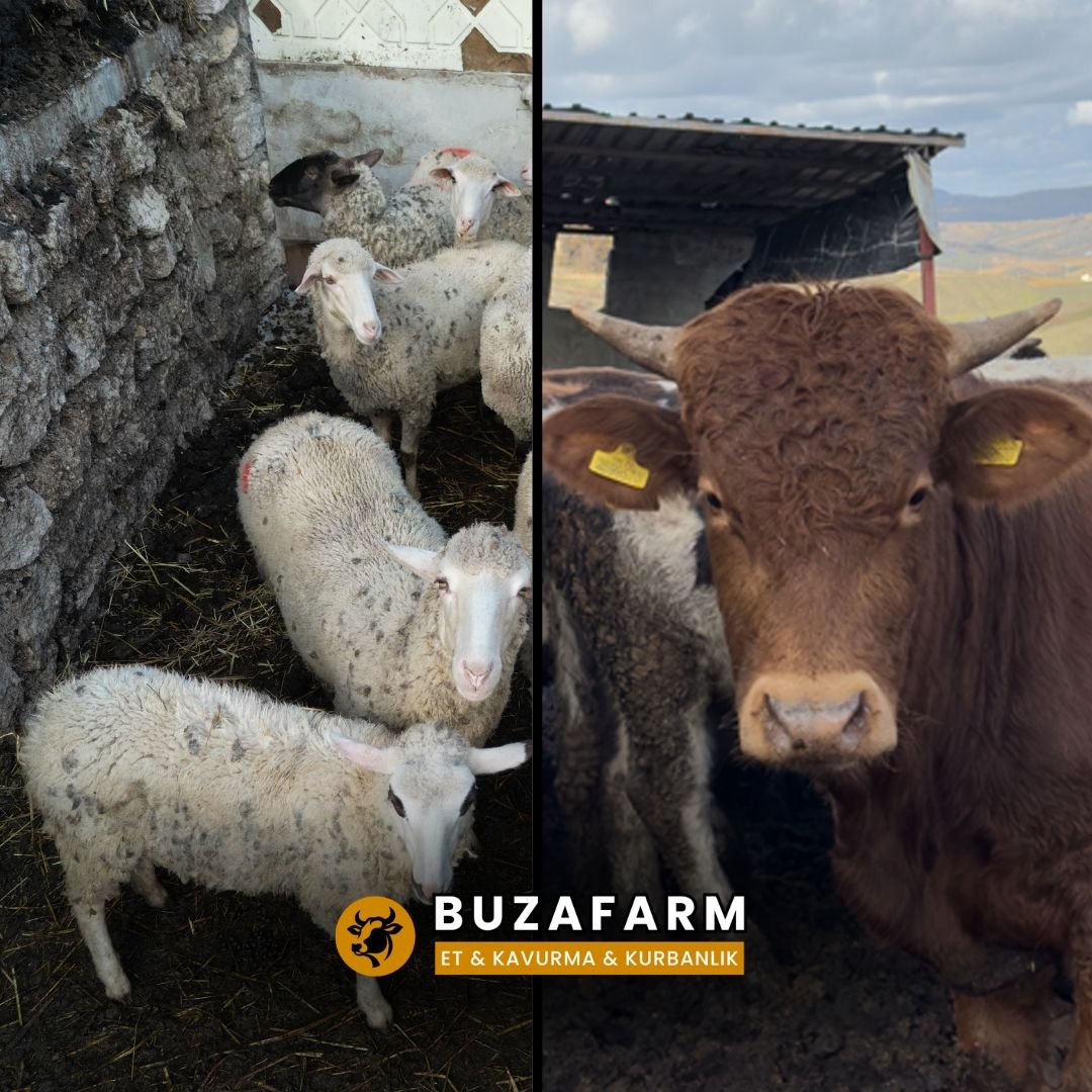 Adaklık Kurban, Büyükbaş, Küçükbaş - Buzafarm