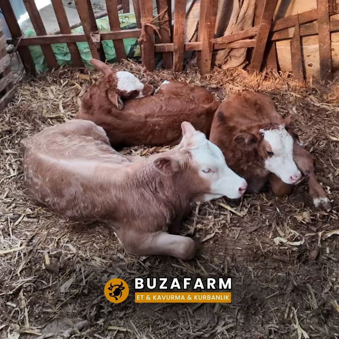 Kurbanlık İçin Buzağı Yetiştiriciliği - Buzafarm