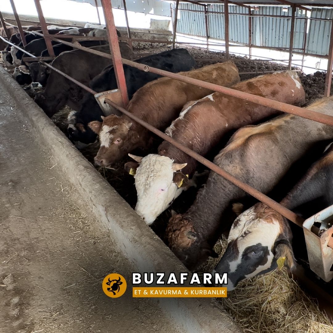 Kurbanlık Büyükbaş ve Büyükbaş Kurbanlık Hisse - Buzafarm