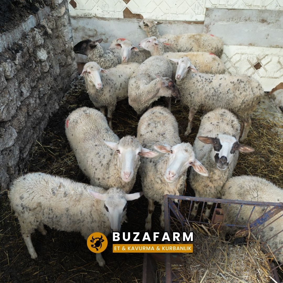 Kurbanlık Küçükbaş - Buzafarm
