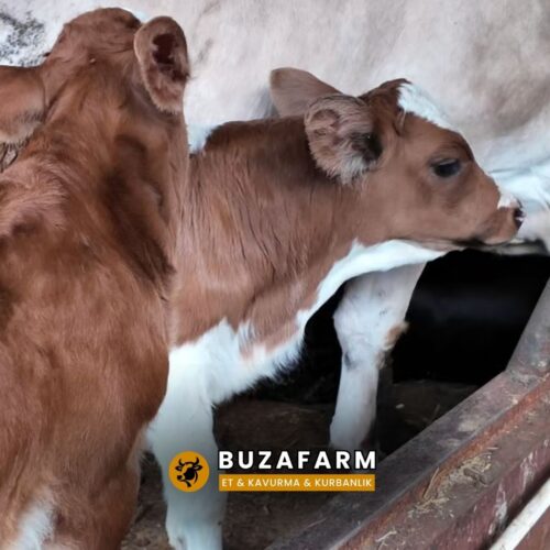 4 Aylık Buzağı & Kurbanlık Yetiştiriciliği
